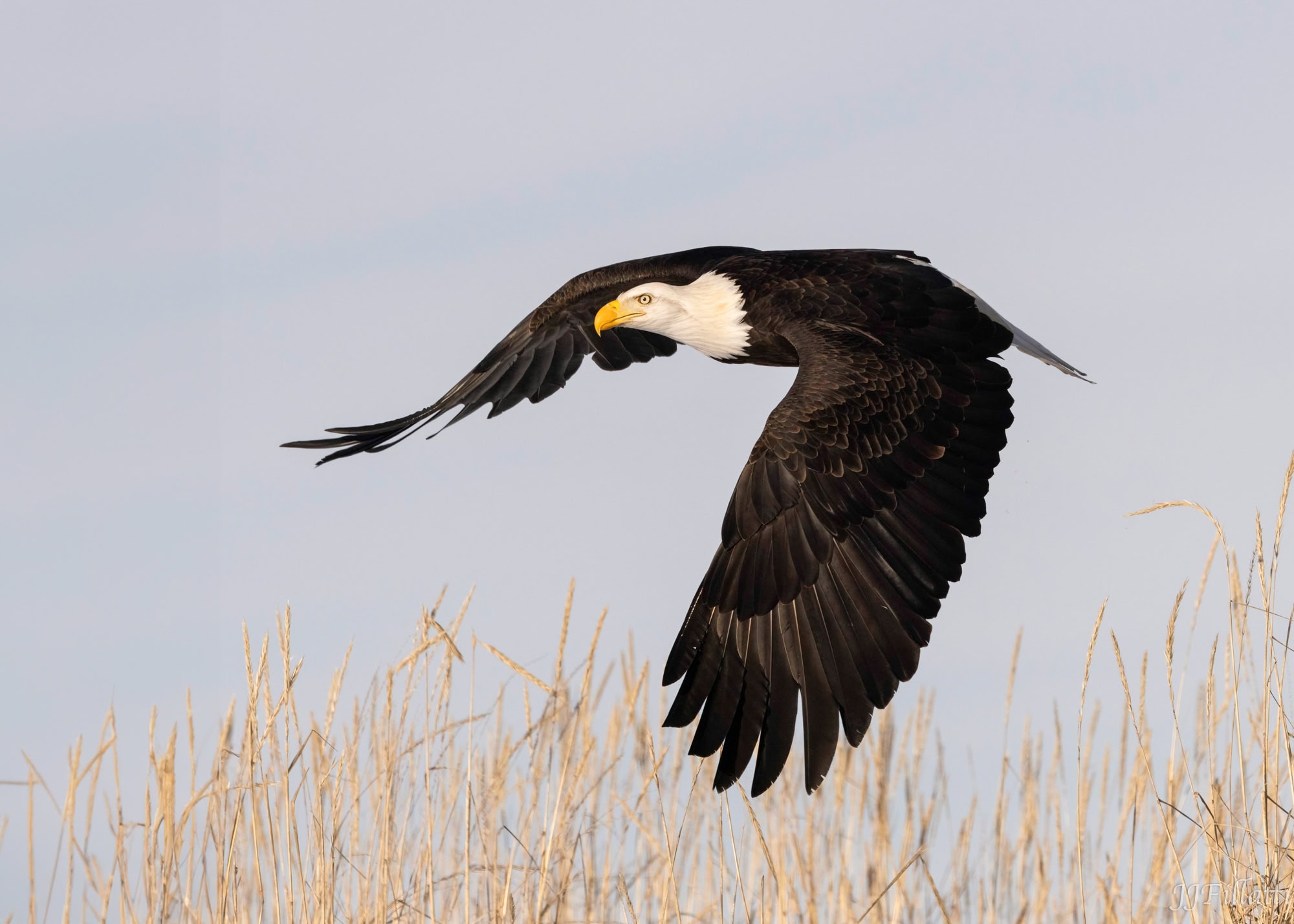 bird of homer alaska image 20